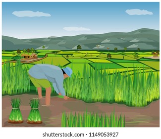 Farmer Work In Paddy Field Vector Design