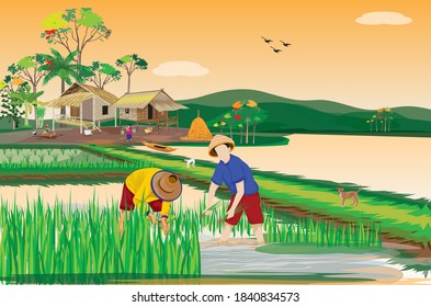 farmer work  in paddy field vector design