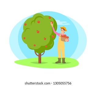 Farmer working in garden picking fruit from tree vector cartoon icon. Happy woman in hat and uniform plucking apples and put in basket, work on farm