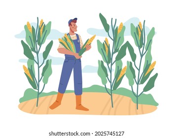 Farmer working on field collecting sweet corn from plants. Agriculture and farming, tenting and growing plants for crops. Cornfield with ripe products. Cartoon character in flat style vector