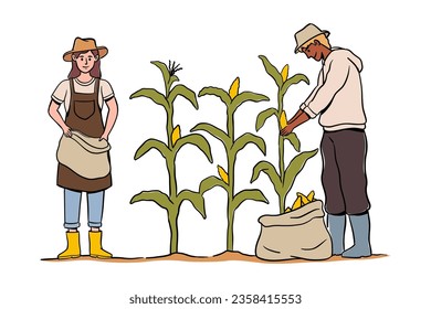 Farmer working on the field collecting sweet corn from plants, Agriculture and farming. Growing plants for crops, Cornfield with ripe products