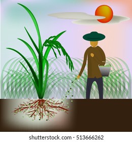  farmer working on rice field applying fertilizer. vector