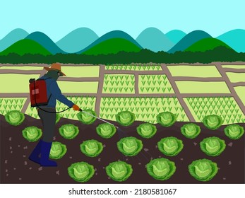 Farmers apply liquid fertilizer to cabbage. svg