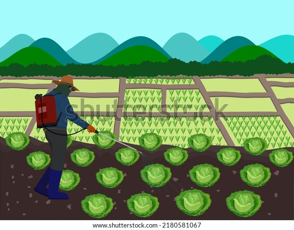 Farmers apply liquid\
fertilizer to cabbage.