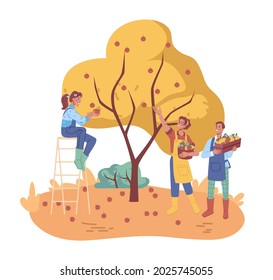 Farmers collect ripe fruits from trees, people gather apples crop in boxes, flat cartoon characters. Vector autumn harvest and workers, woman on ladder plucking and picking apple, men in aprons