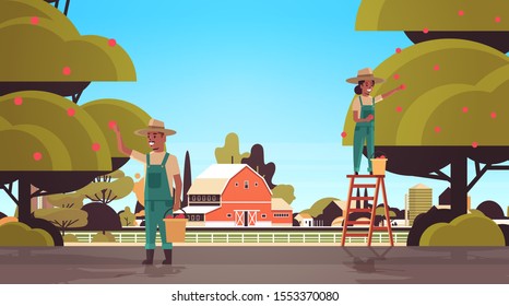 farmers couple picking ripe apples from tree african american man woman gathering fruits in garden harvest season concept countryside background flat horizontal vector illustration