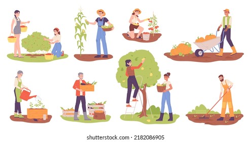 Agricultores recolectando cosecha. Trabajadores agrícolas que cultivan o recogen bayas de frutas vegetales, personas que recolectan productos de huerta, trabajos de planta de campo, ilustraciones de vectores chillones de huerto