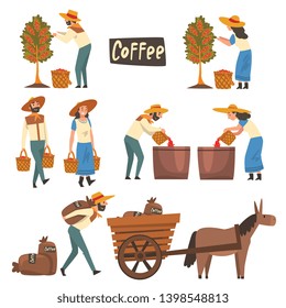 Farmers Gathering, Sorting and Packaging Coffee Beans Set, Coffee Industry Production Stages Vector Illustration