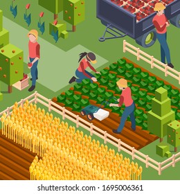 Farmers harvest. Isometric people working on field growth natural eco food watering and cultivated countryside education vector workers