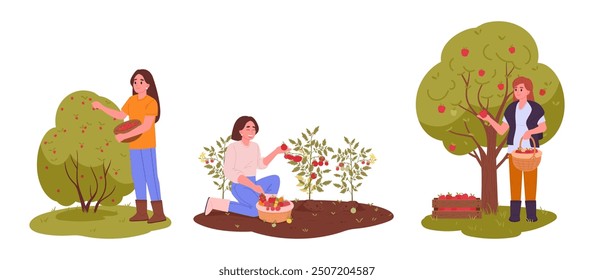 Farmers harvesting. Women picks apples, berries, tomatoes, growing fruits and vegetables, girls collects fruits in basket flat vector illustration set. Fall harvesting scenes