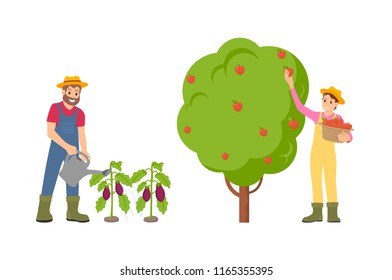 Farmers man and woman on plantation set vector. Female gathering ripe apples from fruit tree, male watering aubergine vegetables on ground with can