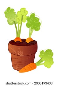 Farmers market vegetable pot. Farmers pots. Vegetable farming. Carrots cultivation. Potted carrots.