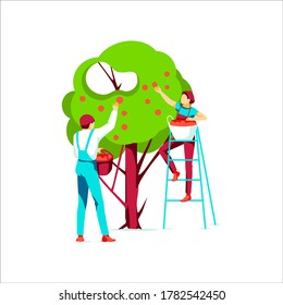 Farmers picking apples from tree. Girl standing on ladder with basket of ripe fruits. Organic gardening, eco farming and agriculture concept flat vector illustration on white background