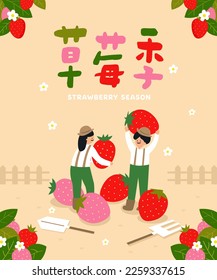 Farmers Picking Fresh Strawberries on an Outdoor Spring Farm. Translation: Strawberry Harvest Season