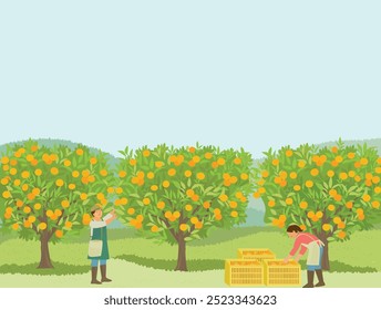 Los agricultores están recogiendo naranjas ilustración.