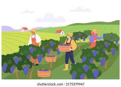 Farmers picking wine grapes flat vector illustration. Men and woman working on winery field, reaping harvest. Winery villa and valley in background. Vineyard, plantation concept