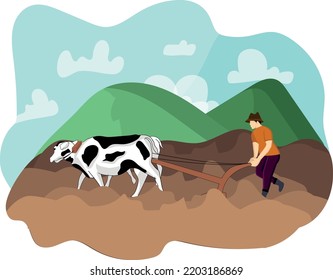 farmers plowing paddy fields with cows
