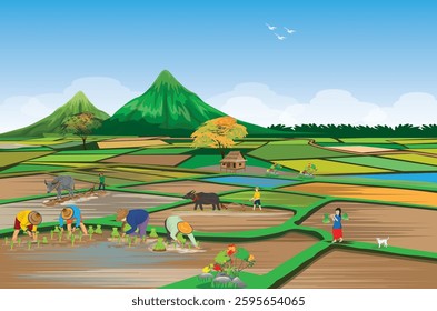 farmers transplant rice seeding in paddy field vector design