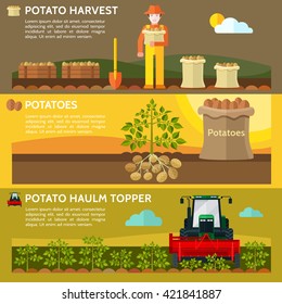 Farmers use farm machinery in the field harvesting potatoes. Potato haulm topper. Potato harvest. Vector illustration. 