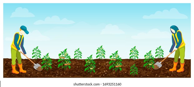 Farmers At Work In Field. Tomatoes Rows. Vector Illustration Of Farm Workers Digging, Loosening Tomato Plantation. Horizontal Banner With Gardeners In Tomato Crop Field. Summer Works.autumn Harvesting