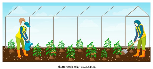 farmers at work in greenhouse. tomatoes seedling rows in glasshouse and couple of gardeners watering and taking care about tomato plantation vector illustration. farming or gardening horizontal banner svg