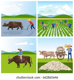 Farmers work in rice fields. Vector illustrations for infographics