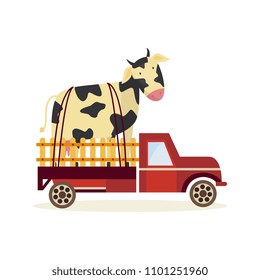 Farming and agriculture concept with large cow in back of truck car isolated on white background. Delivery of fresh organic products theme in flat cartoon vector illustration.