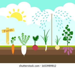 farming crop vegetables growing crops