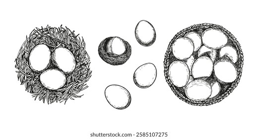 Farming eggs sketch outline illustration collection. Eggs doodle drawing in engraving style top view. Hand drawn vector line art clipart