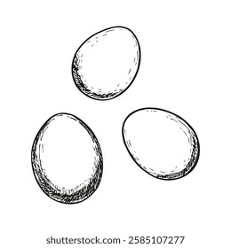 Farming eggs sketch outline illustration set. Eggs doodle drawing in engraving style. Hand drawn vector line art clipart