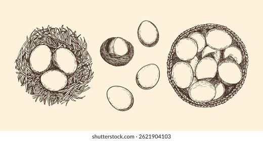 Farming eggs sketch outline illustration collection. Eggs doodle drawing in engraving style top view. Hand drawn vector line art clipart