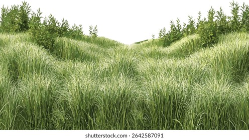 Farming fields growth vector long grass, transparent background, agriculture, meadow, rural, crop field, nature, green farming, outdoor landscape, countryside