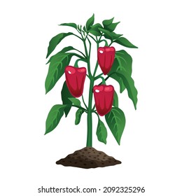 Farming organic vegetables composition with image of plant with leaves and chili peppers vector illustration