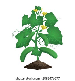 Farming organic vegetables composition with image of plant with leaves flowers and cucumbers vector illustration