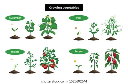 Farming organic vegetables set of images representing different stages of growing cucumber tomato pepper and peas vector illustration