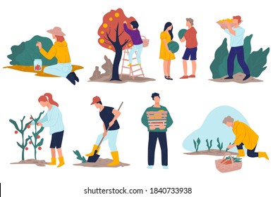 Farming people picking apples, gathering ripe berries from bushes. Farmers harvesting products from fields. Digging holes in soil, vegetables and carrots harvest. Ecological business vector in flat