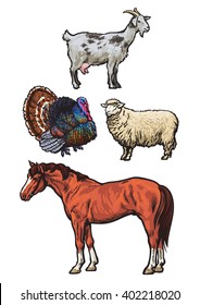 Farming, pets, set of cattle from a village, horse, goat, turkey, sheep, Set of vector colored animals isolated on a white background, animal sketch hand-drawn, realistic animal products for sale