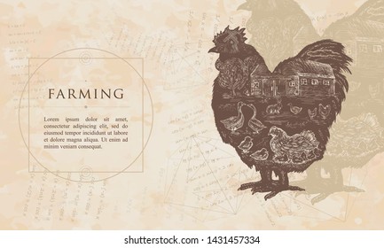 Farming. Rooster double exposure. Renaissance background. Medieval manuscript, engraving art 