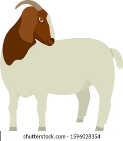 Farming set White & Brown Boer goat Flat Vector illustration