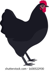 Farming today The Australorp Vector illustration of a chicken breed Isolated object set