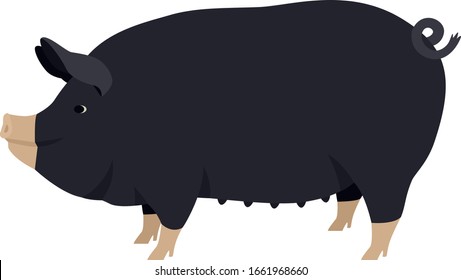 Farming today The Berkshire Breed of domestic pig Vector illustration Isolated object set