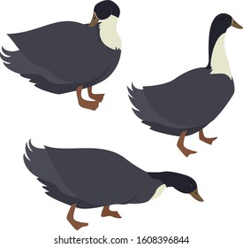 Farming today Blue swedish duck Vector illustration of a breed of domestic birds Isolated objects set