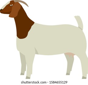 Farming today Boer goat Doe Vector illustration Isolated object set
