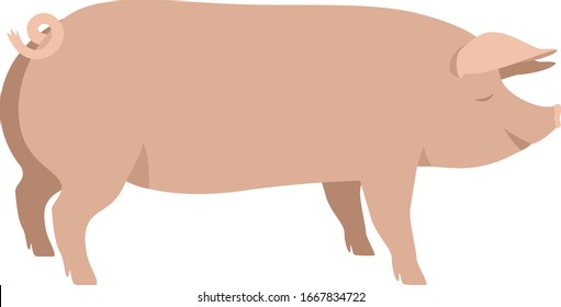 Farming today The Large White pig Breeds of domestic pigs Vector illustration Isolated object set