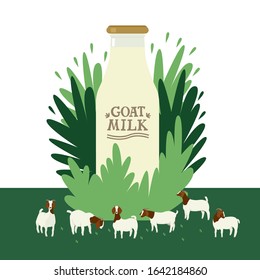 Farming today A milk bottle on floral background Boer goats grazing on a green meadow Cartoon flat vector illustration Countryside and farmland, agricultural industrial Organic farm shop or market set