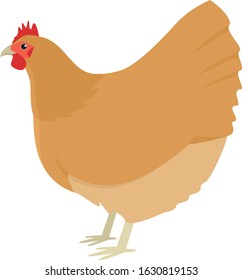 Farming today The Orpington Vector illustration of a chicken breed Isolated object set