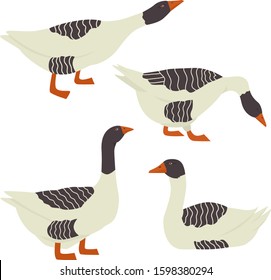 Farming today Pomeranian geese Vector illustration Isolated objects set