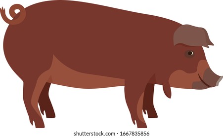 Farming today The Red Wattle hog Breeds of domestic pigs Vector illustration Isolated object set