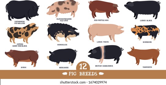 Farming today Set of twelve breeds of domestic pigs Flat vector illustrations Isolated objects Cattle breeding and stock raising set