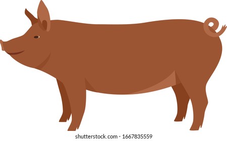 Farming today The Tamworth pig Breeds of domestic pigs Vector illustration Isolated object set